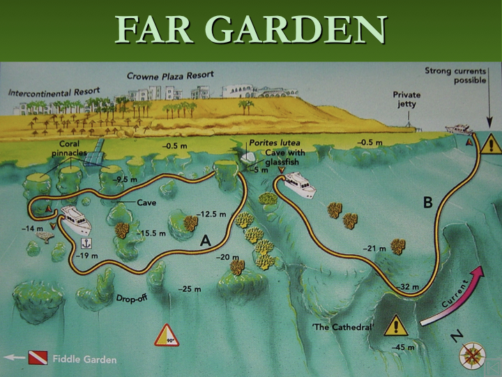 Far Garden photo 4