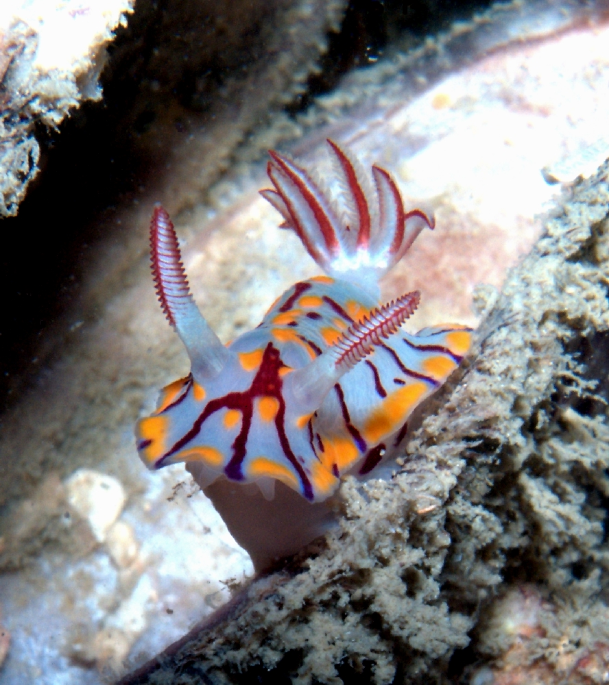 Koh Yawabon photo 4