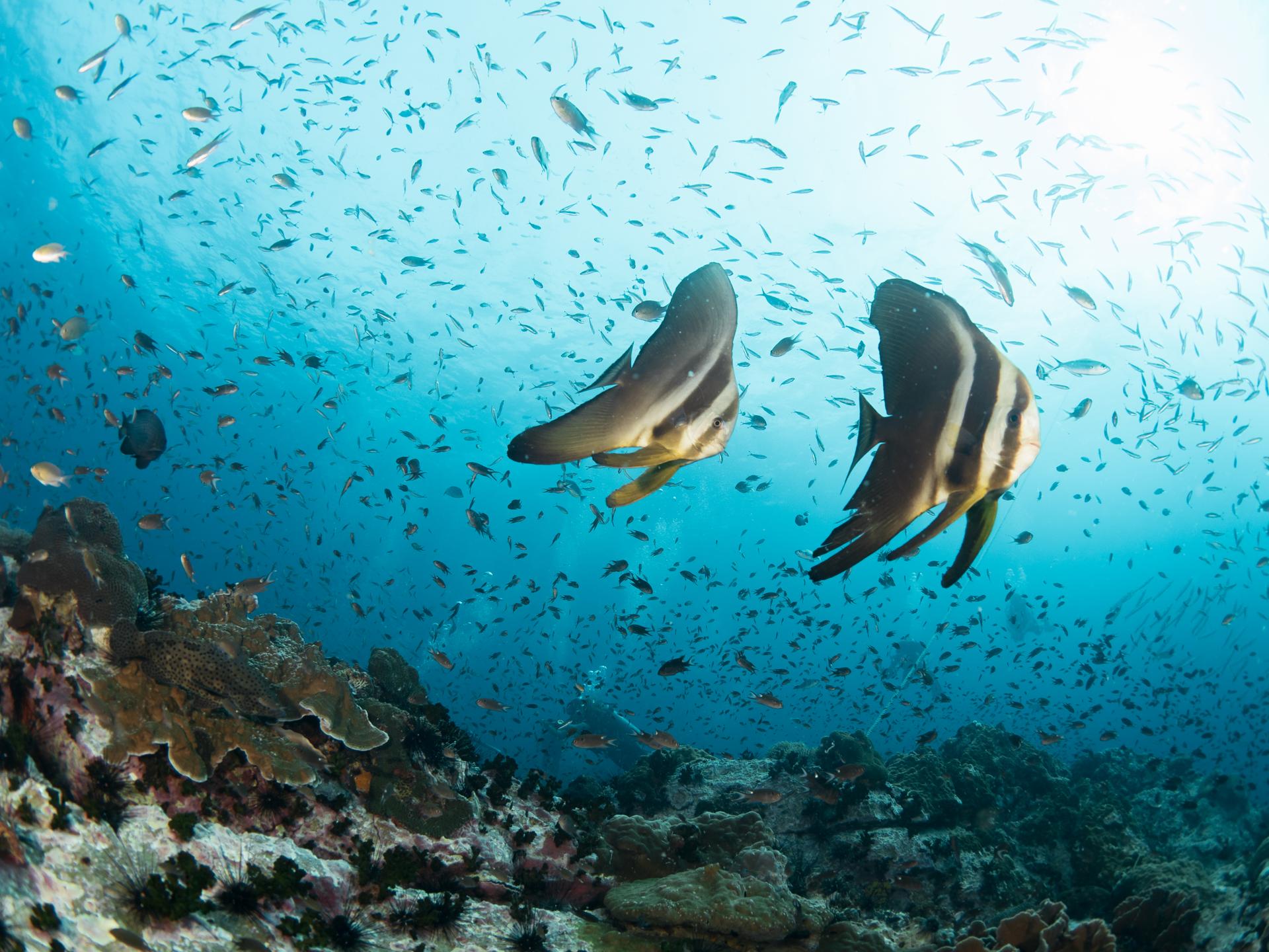 Chumphon Pinnacle photo 3
