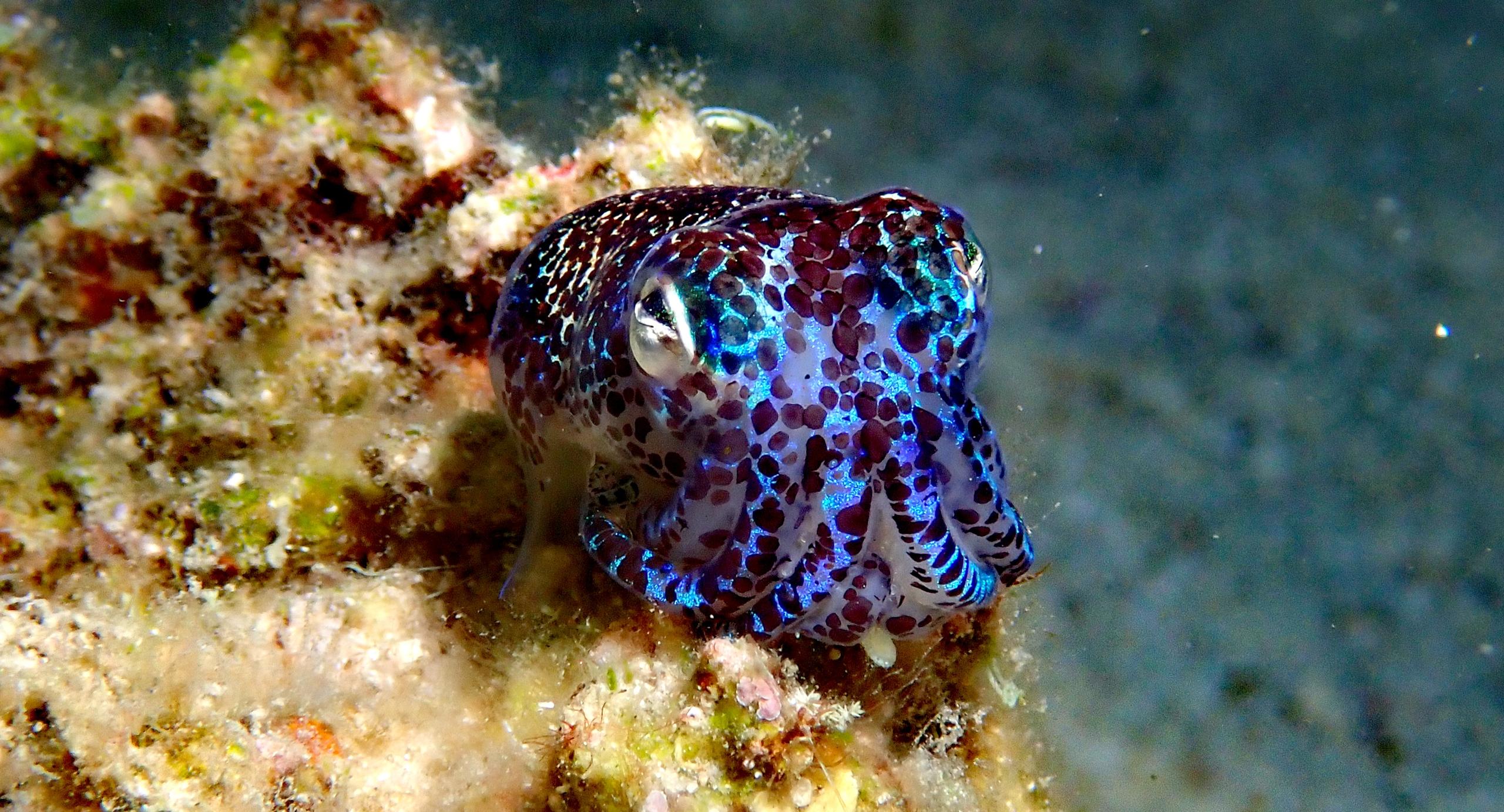 Sea Explorers Siquijor House Reef photo 9