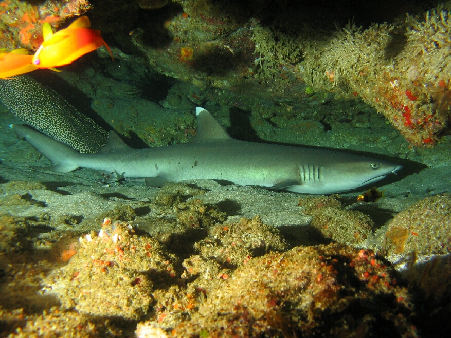 2 Mile reef photo 3