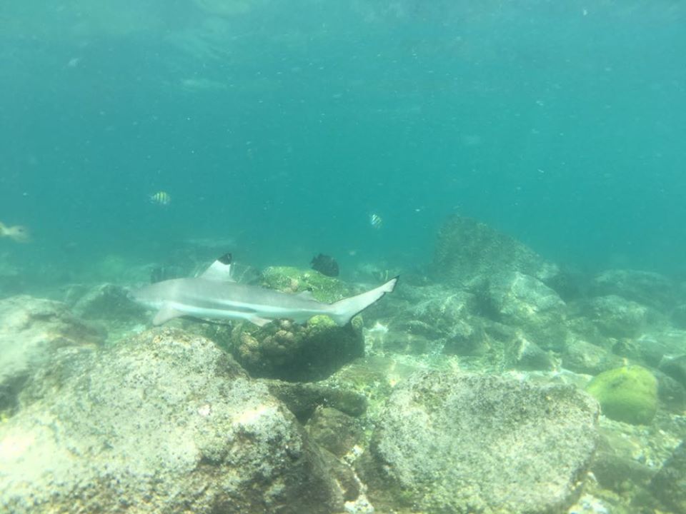 Dibba Island photo 4