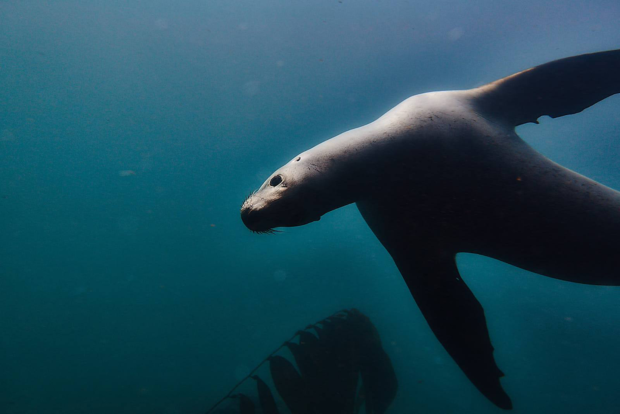Aramoana Mole photo 4