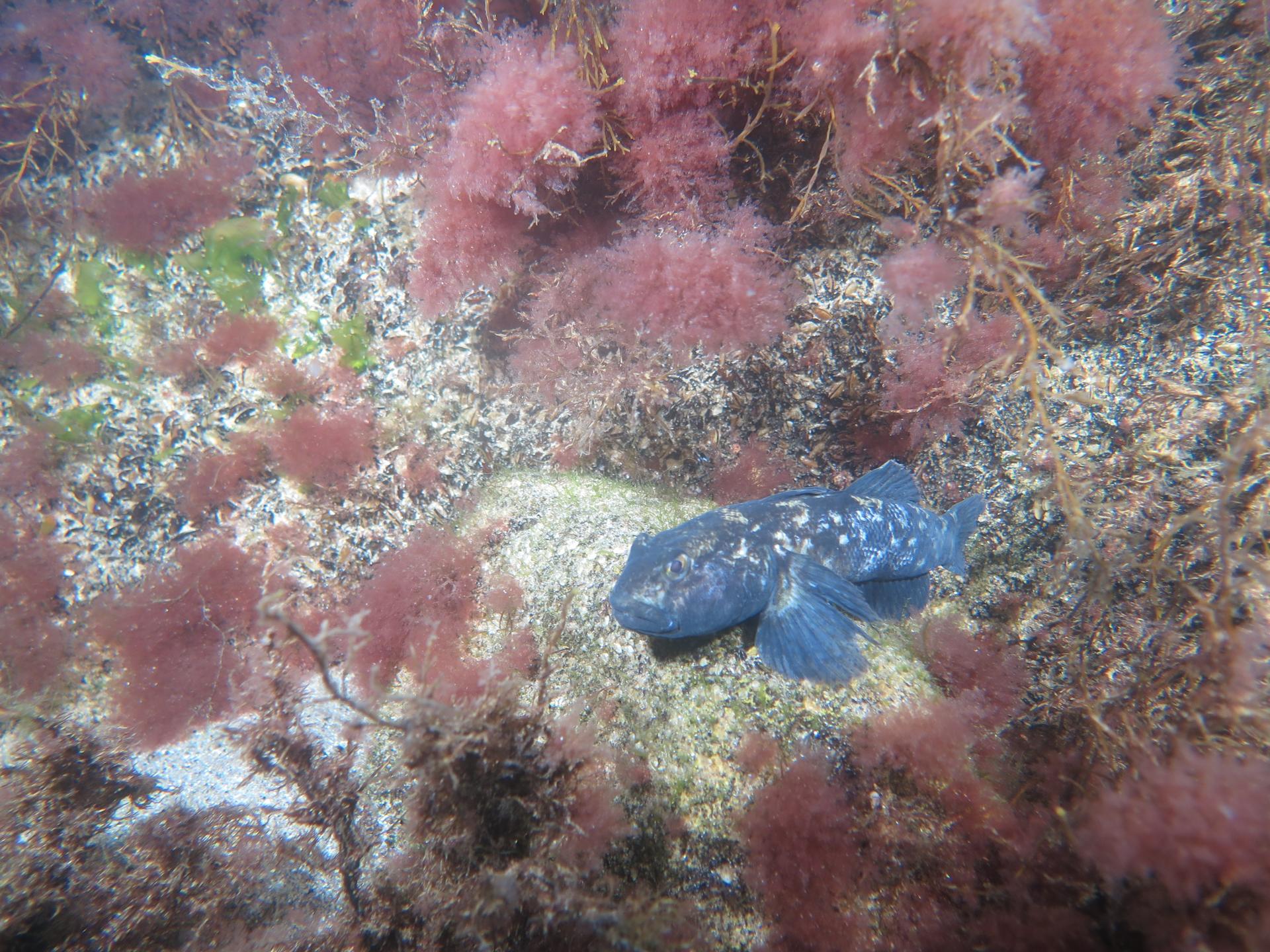 Seahorse alley and Lagoon photo 3