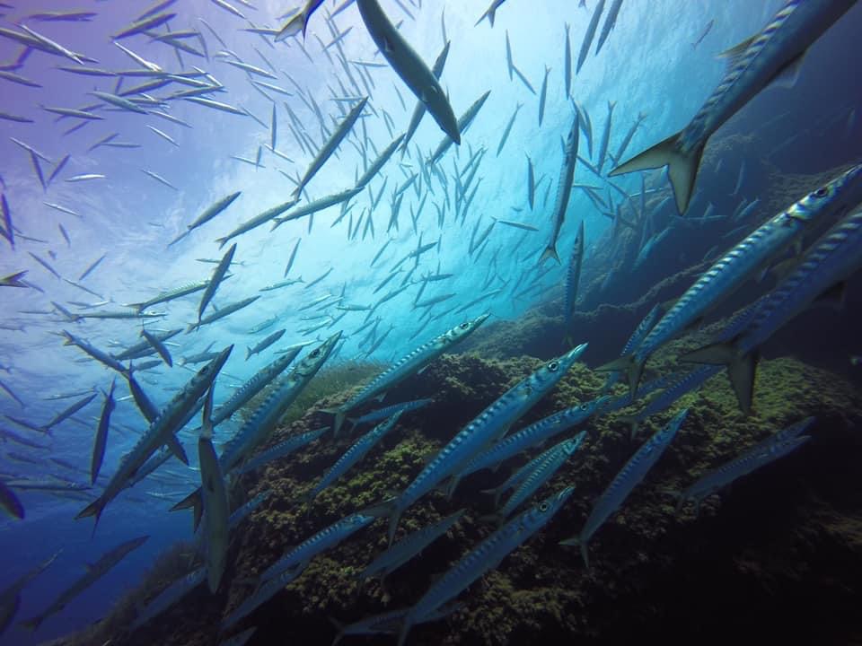 Punta del Bisbe photo 3