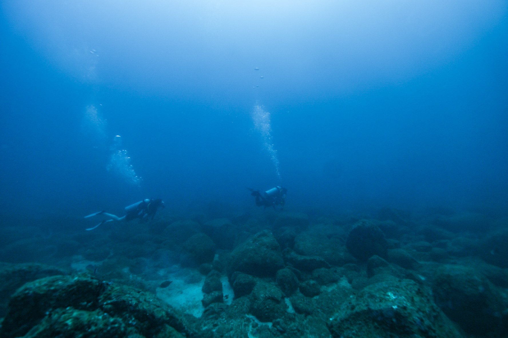 Octopus Reef