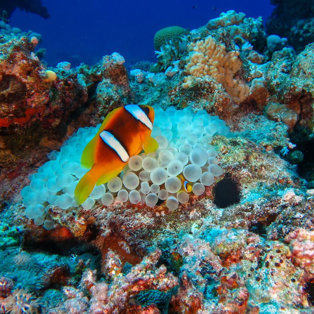 Makadi house reef photo 2
