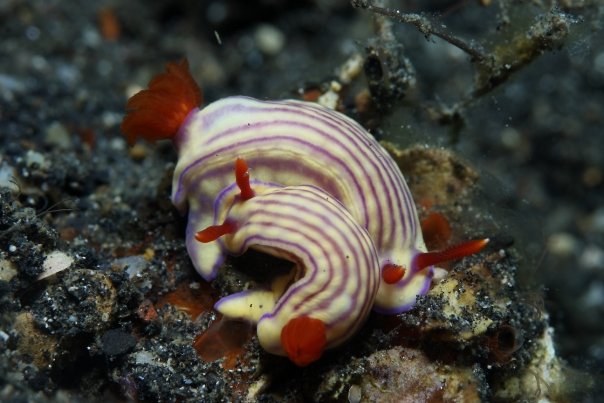 Bunder 1, Pulau Seribu, Jakarta photo 4
