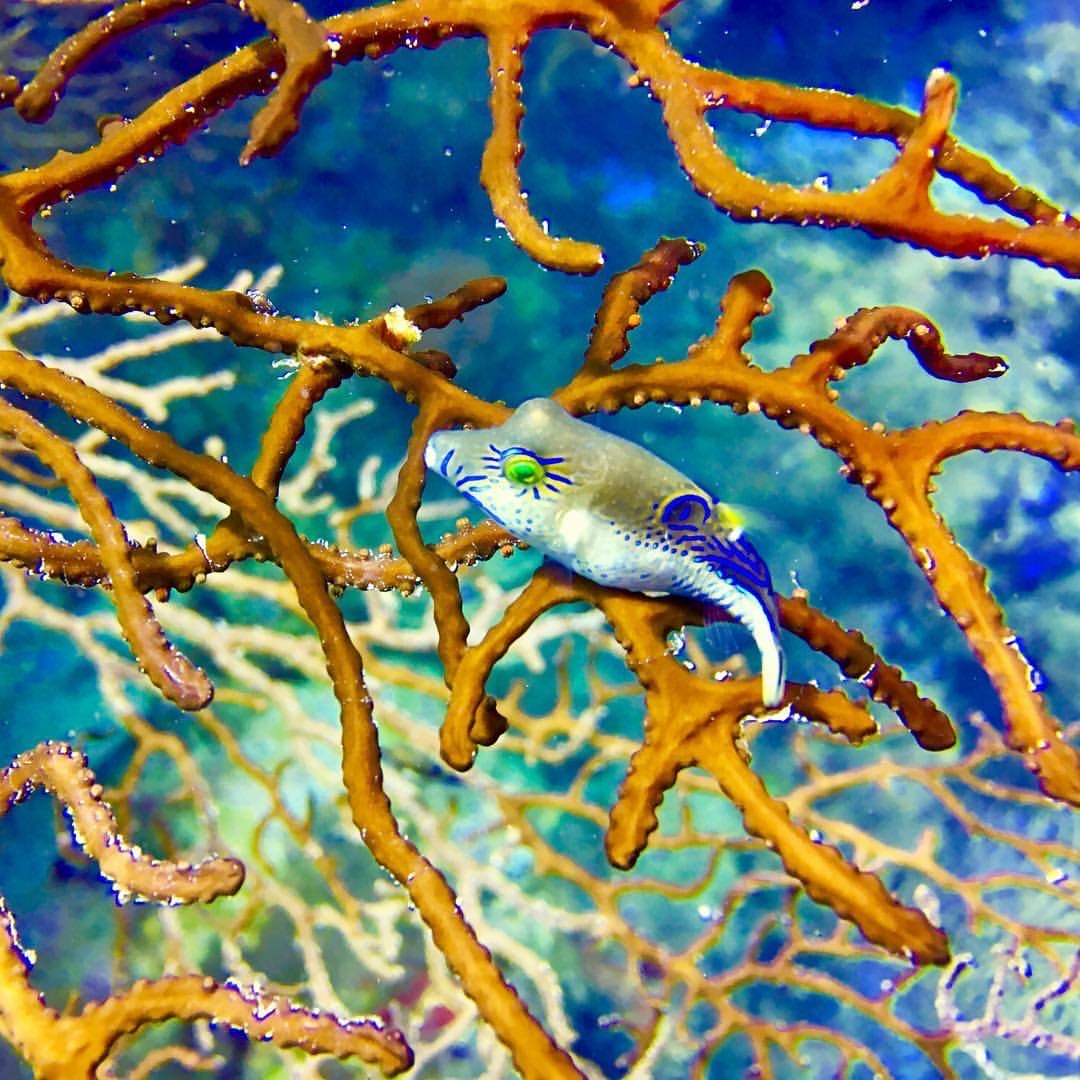 The Aquarium