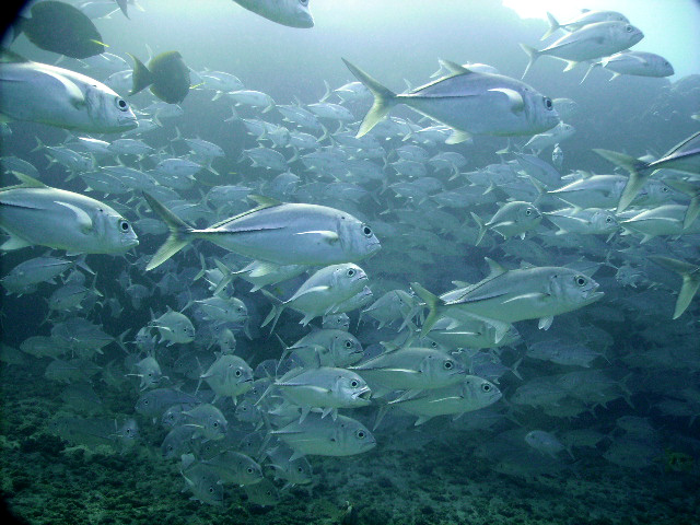 Punta Quepos