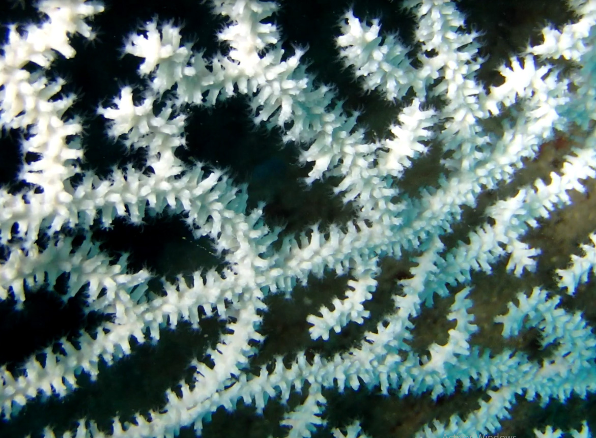 Las Gorgonias photo 4