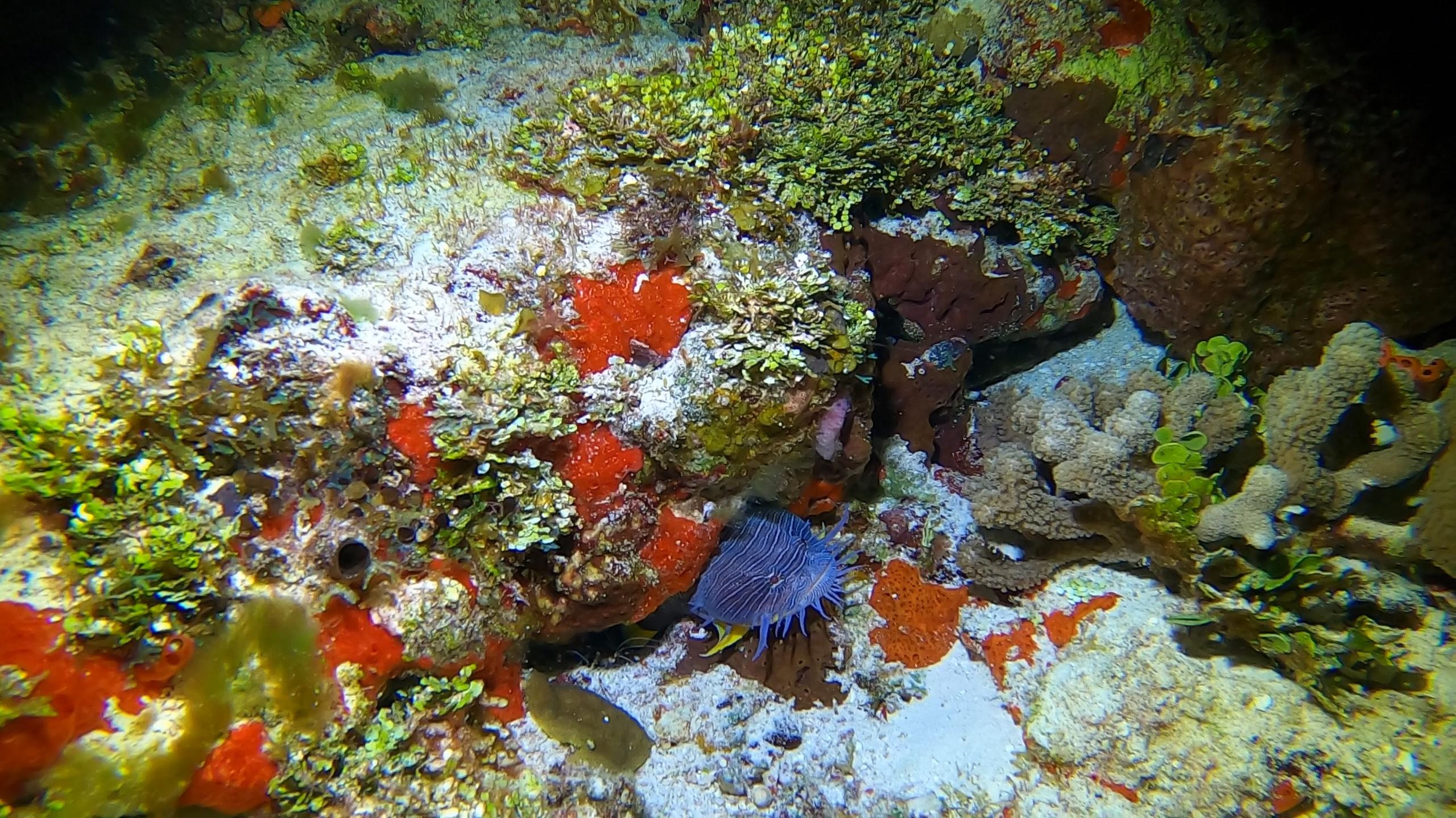Paradise Reef photo 2