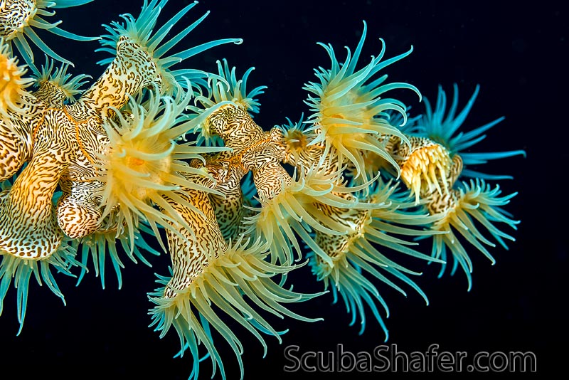 Panorama Reef