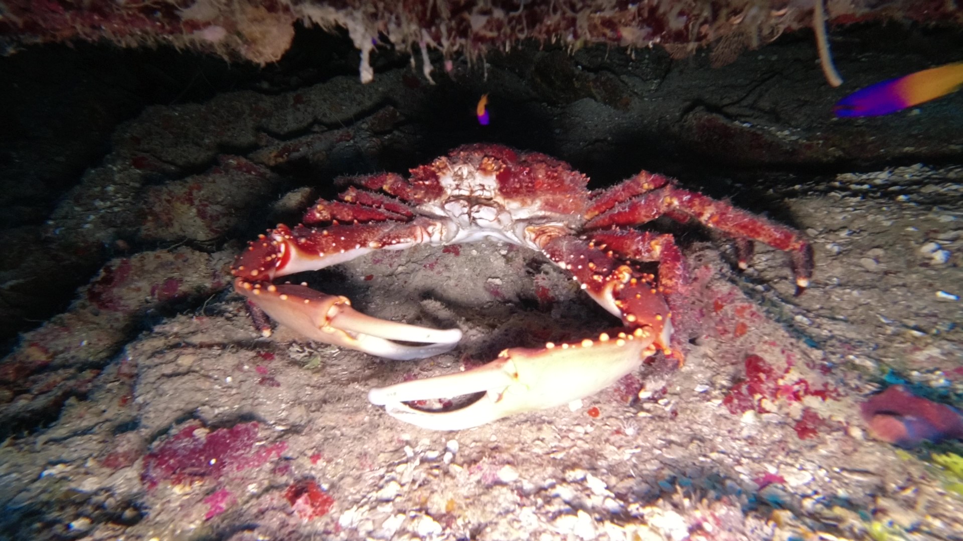 Pillar Coral photo 4