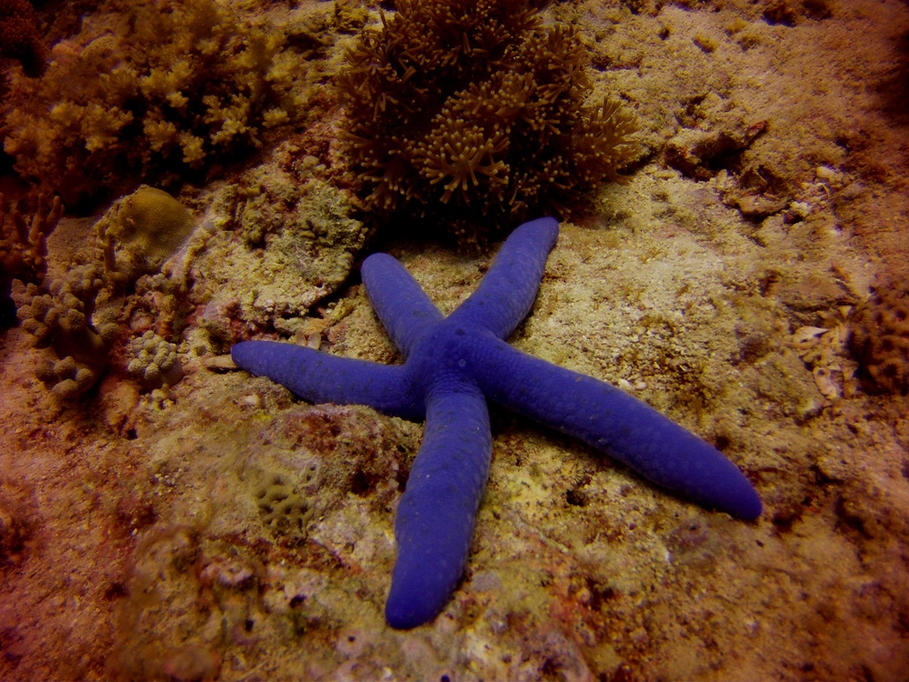 Lapus Lapus, Malapascua photo 6