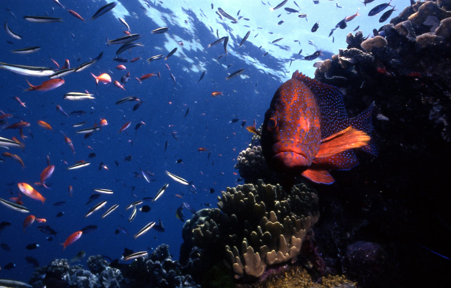 Flynn Reef photo 19