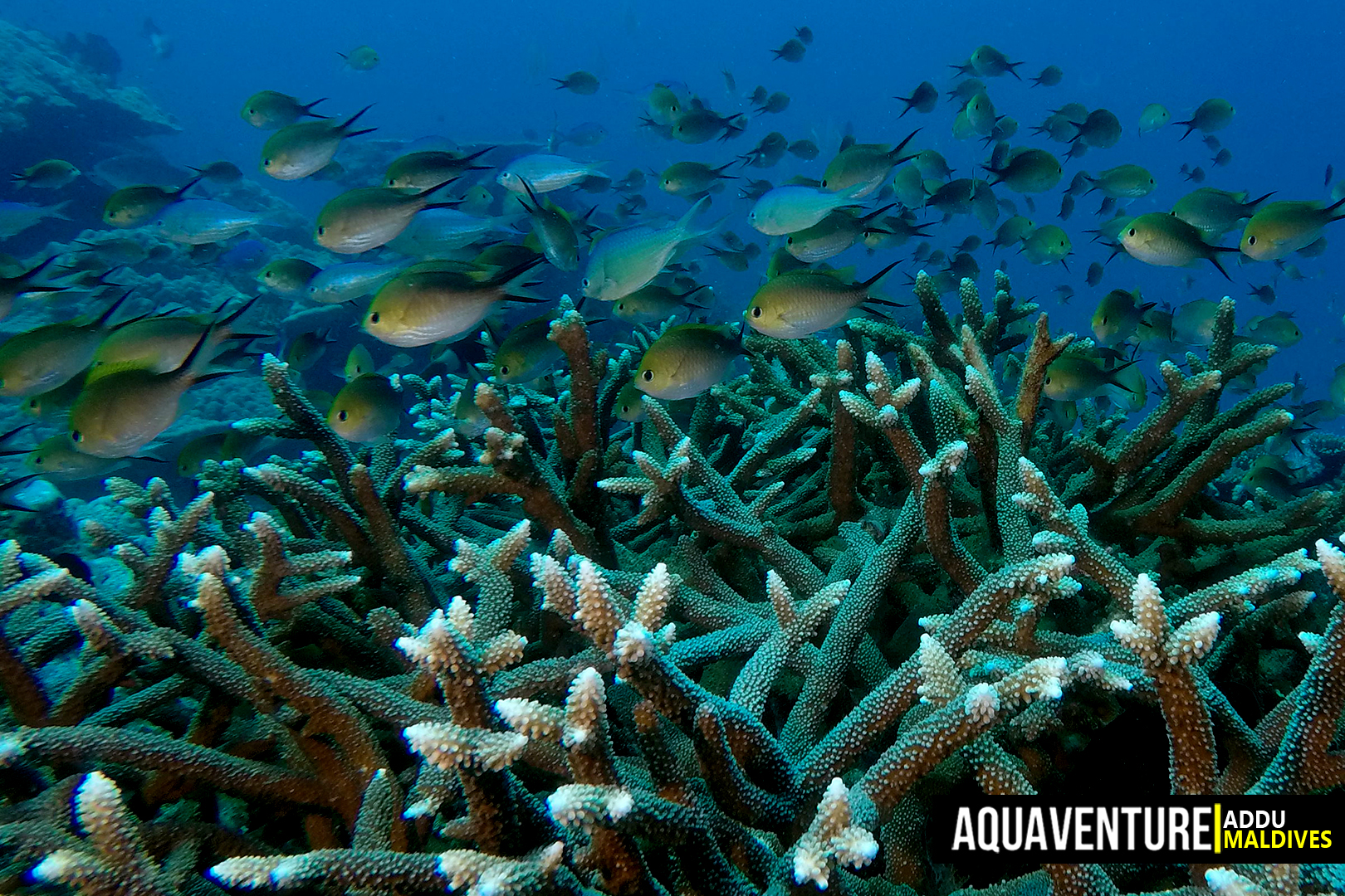 Villingili Coral Garden photo 4
