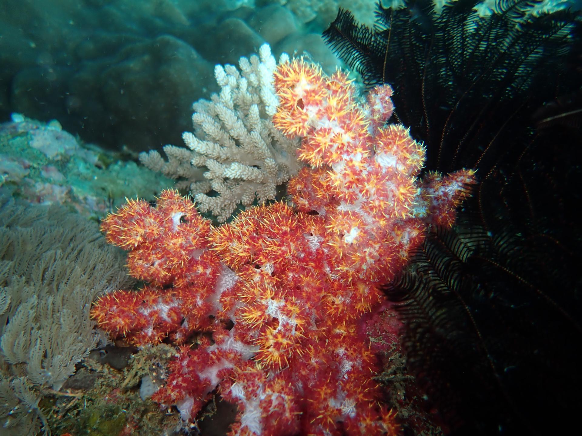 Gili Nanggu Wall