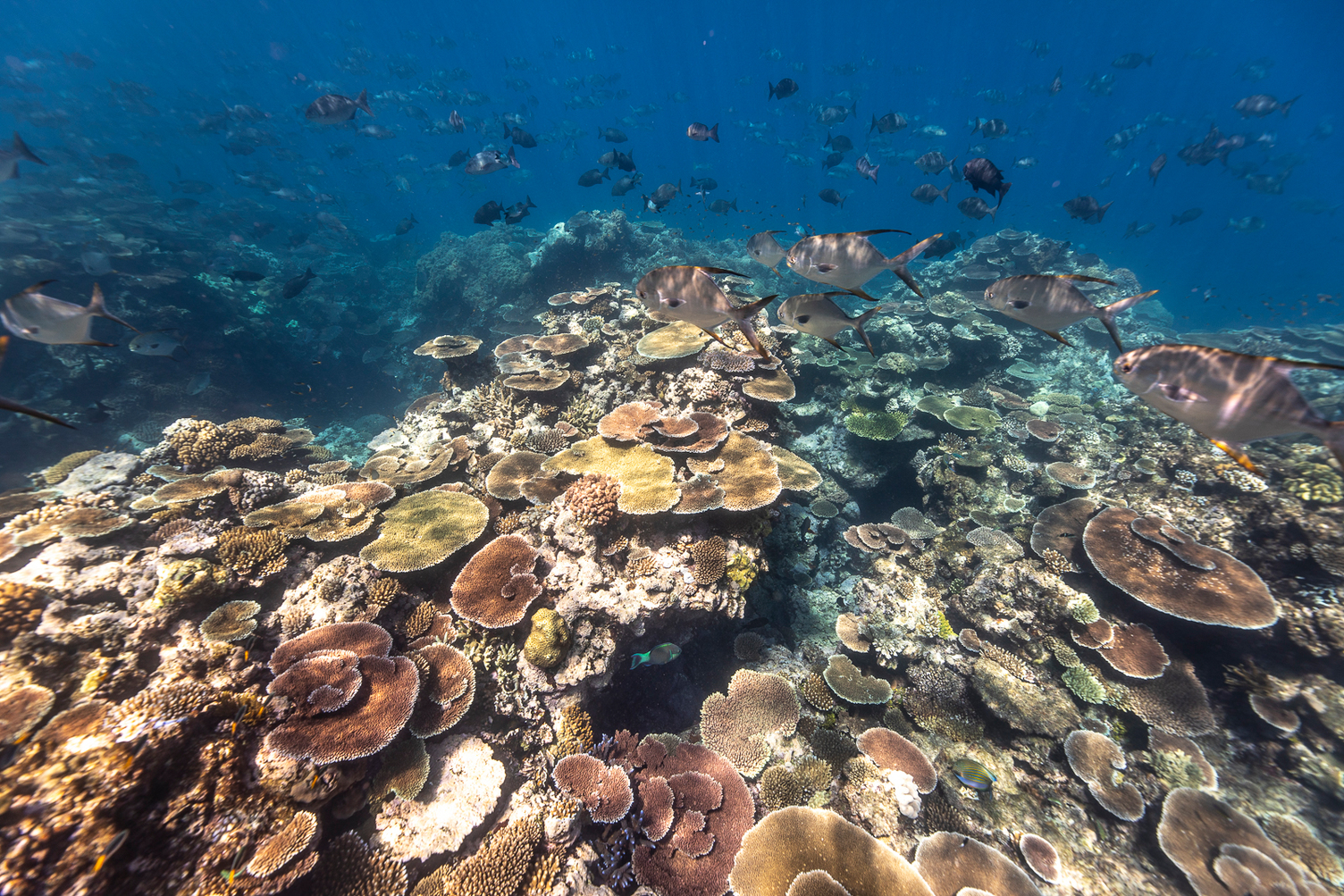 Moore Reef photo 6