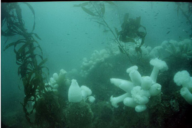 Numerous Monterey and Carmel Bay sites photo 3