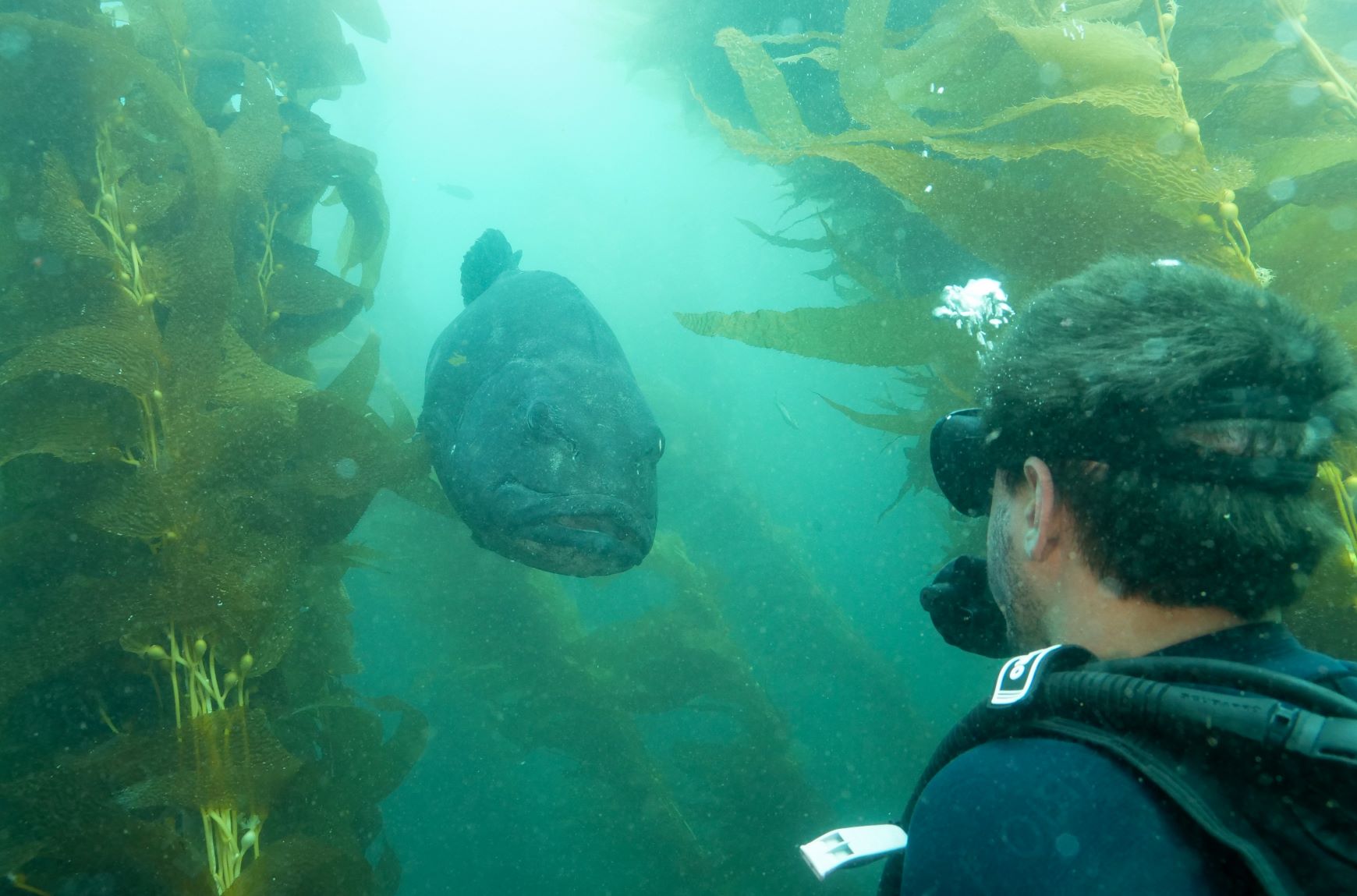 Casino Point Dive Park
