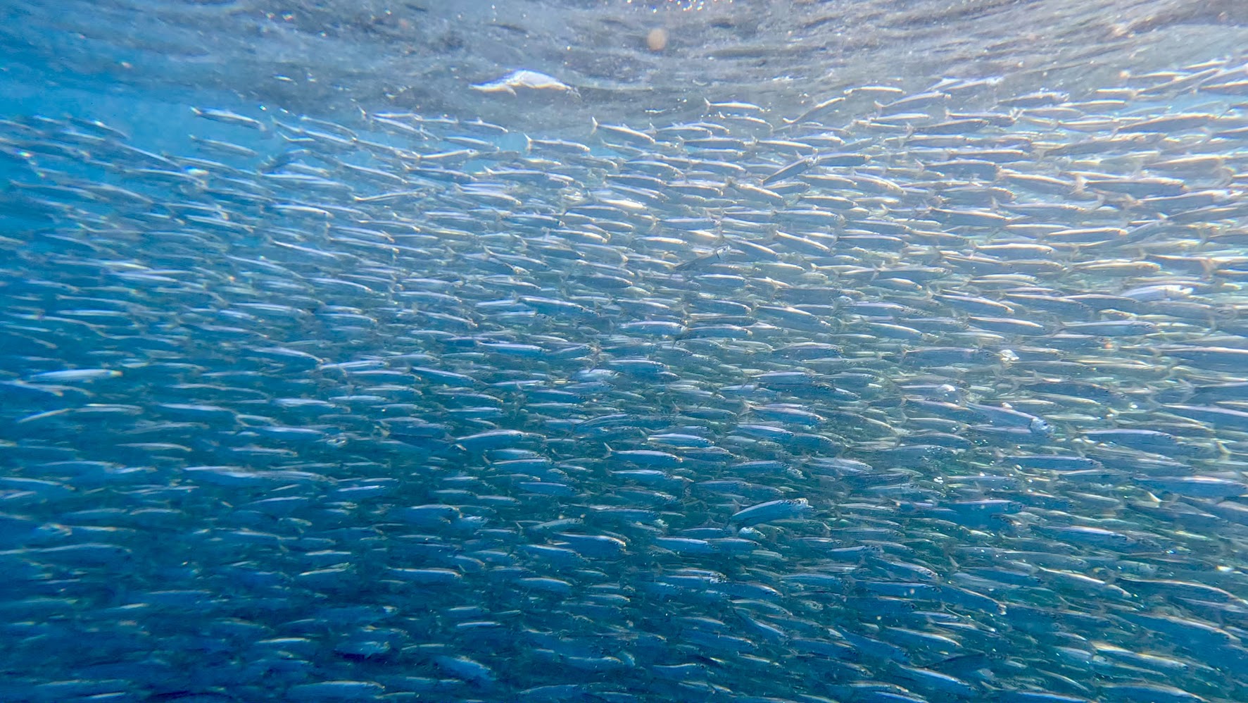 Sardine Run - Wild Coast South Africa