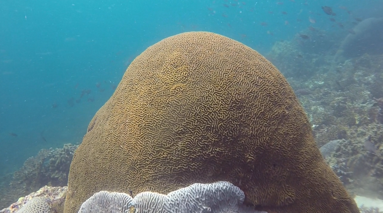 Coral Garden photo 8