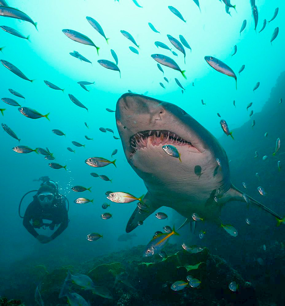 Protea Banks photo 3