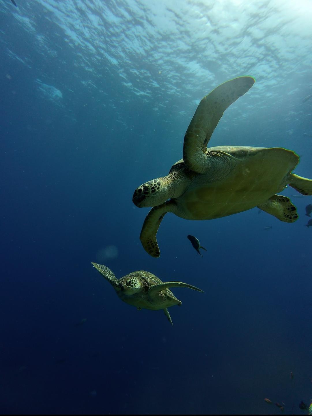 Kuredu Caves (Turtles airport) photo 4