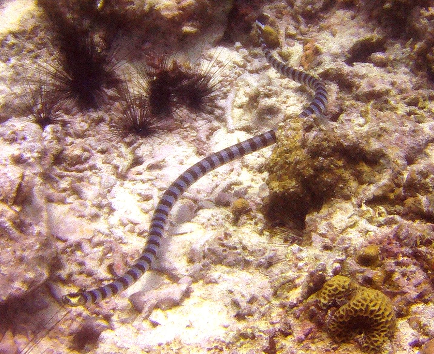 Lapus Lapus, Malapascua photo 5