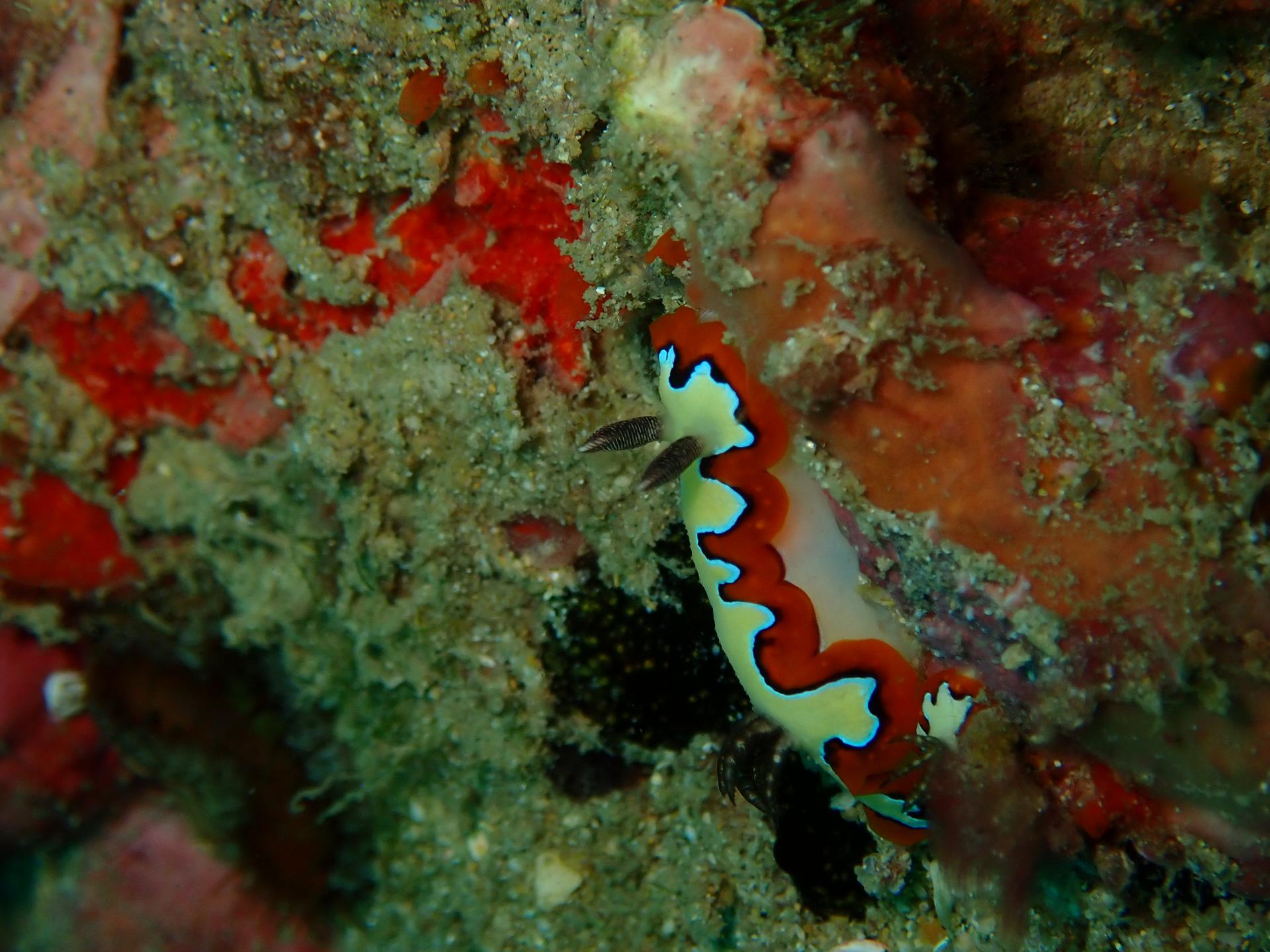 Middle Reef photo 5