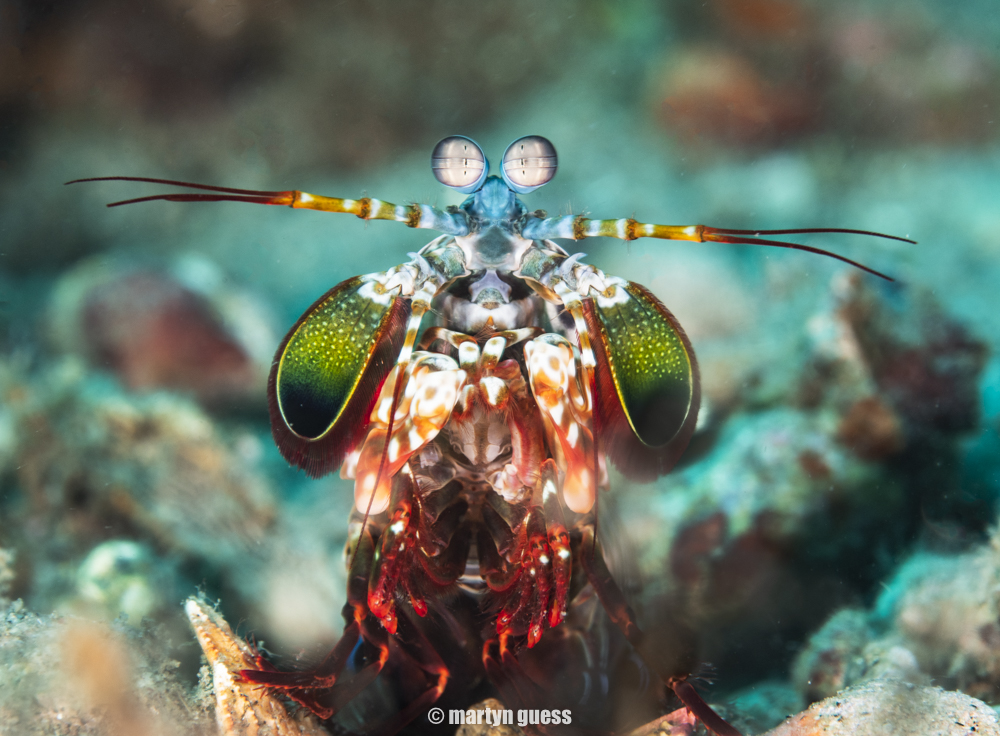 Atmosphere House Reef photo 4