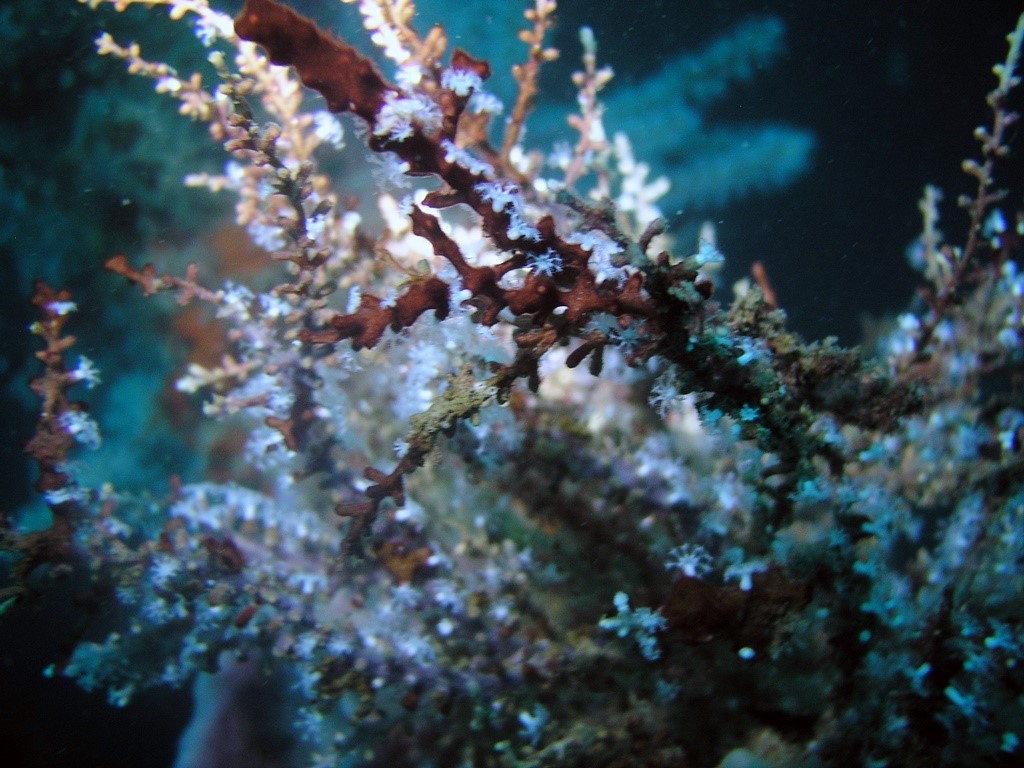 Australian Wreck