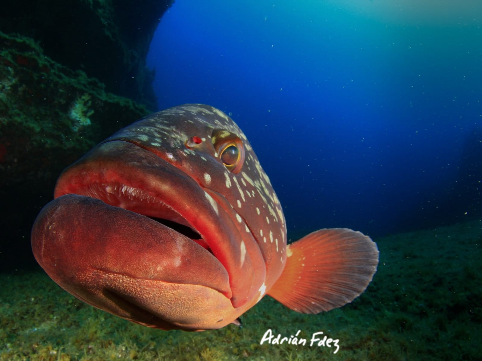 Baja Bocarones photo 9