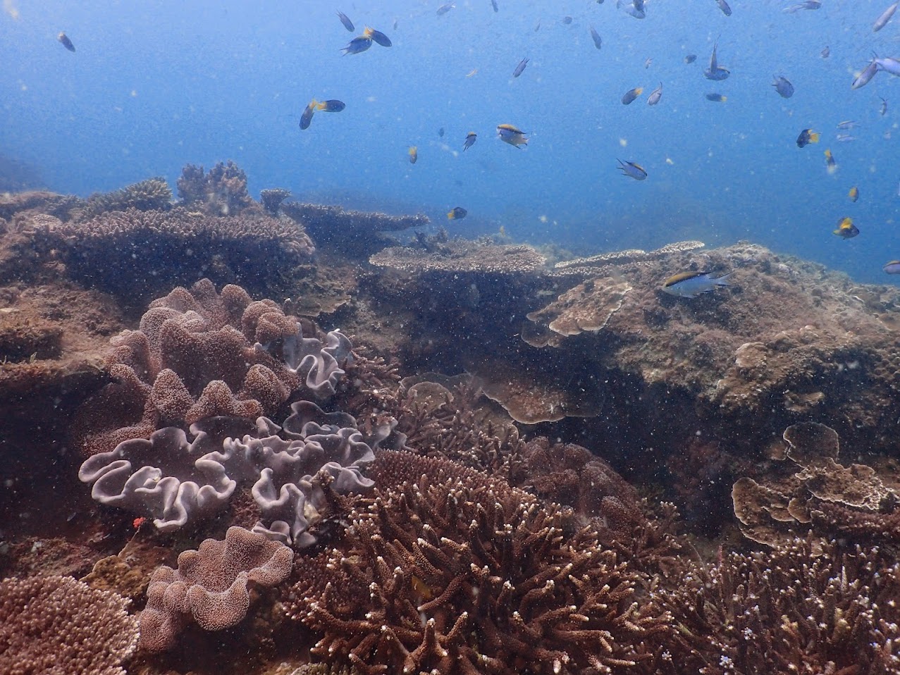Wreck beach photo 2