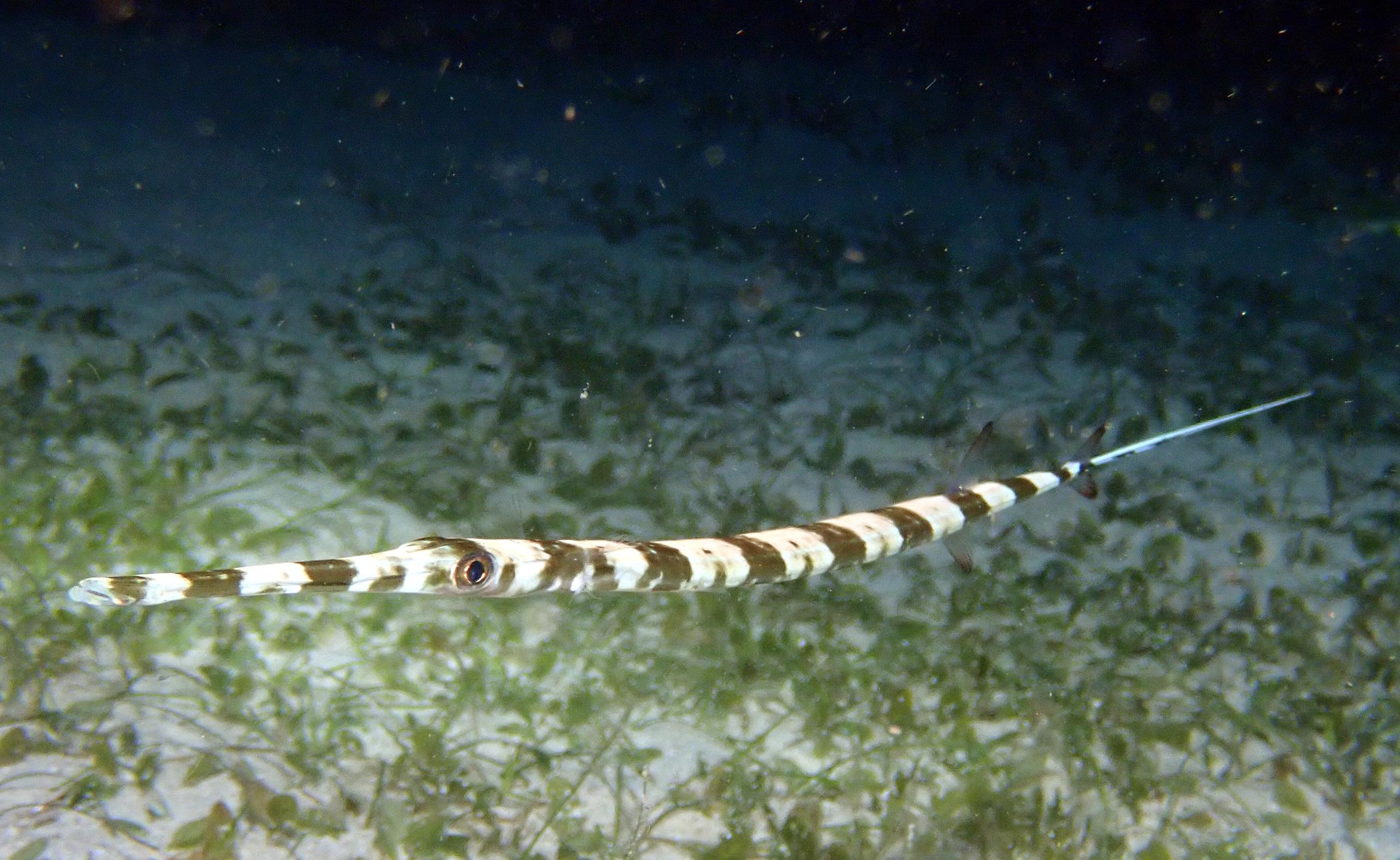 Sea Explorers Siquijor House Reef photo 5