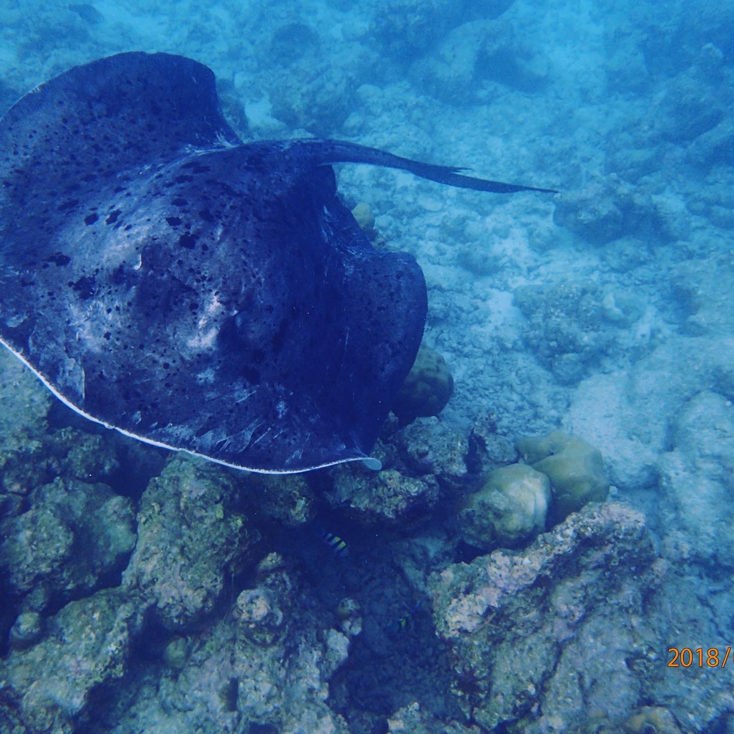 Felidhoo House Reef