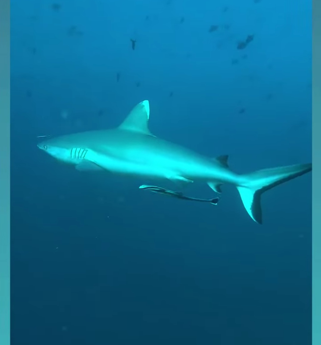 YANI Shark Agatti