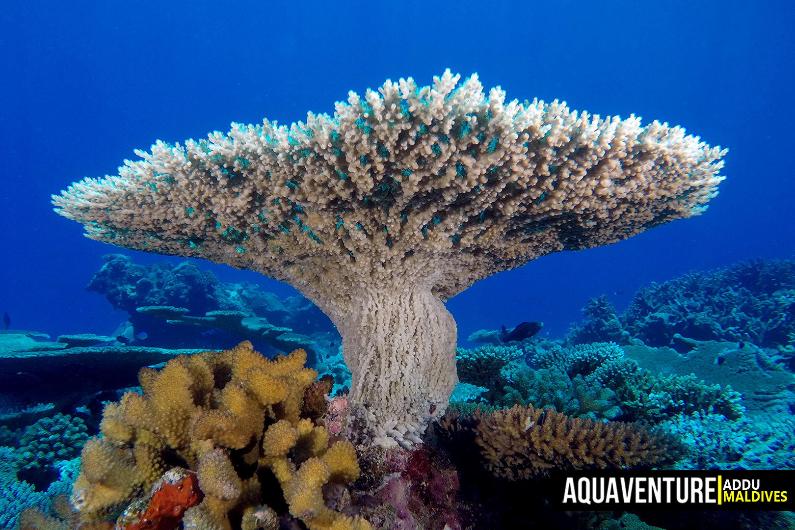 Villingili Coral Garden photo 2