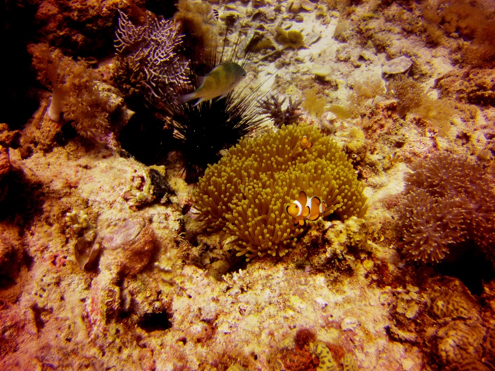 Lapus Lapus, Malapascua photo 2