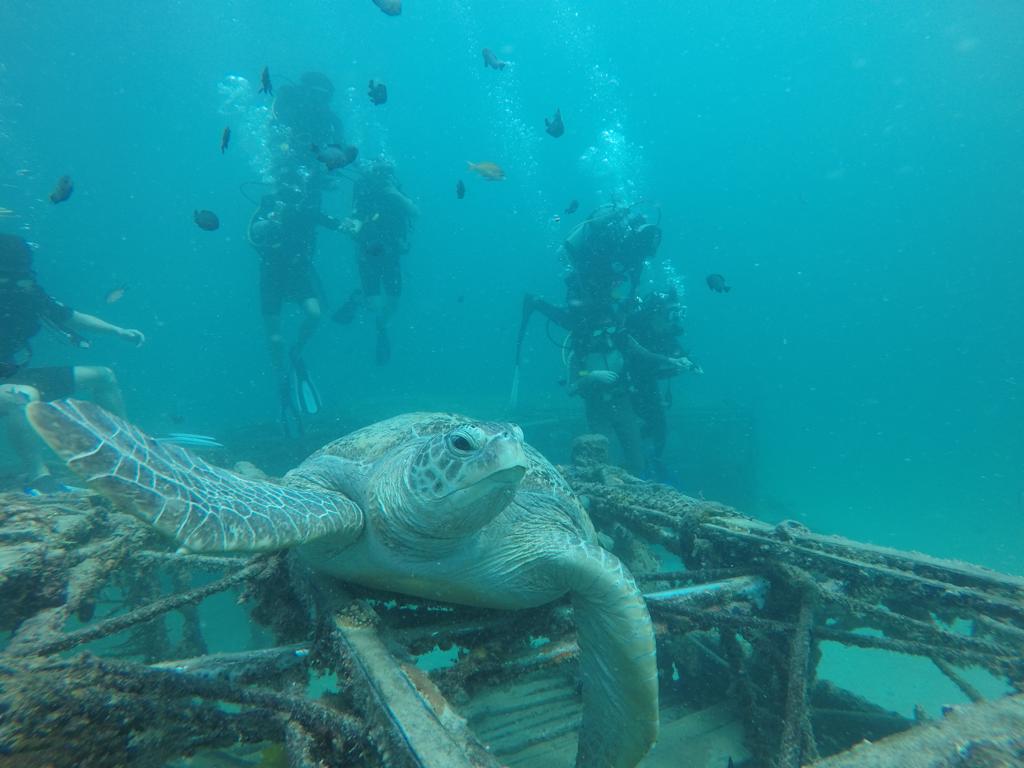 Artifical Reef