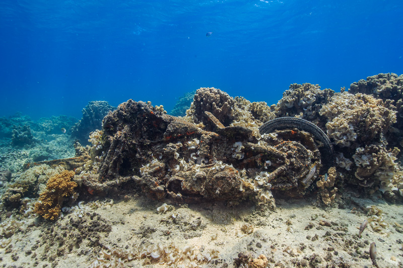 Harley Reef photo 2