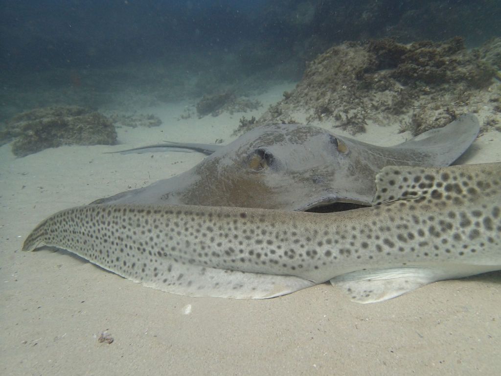 Manta Ray Bommie photo 3