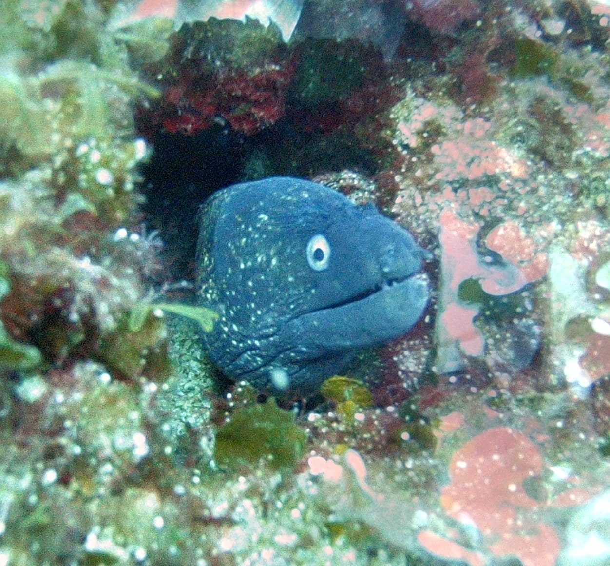The aquarium Small Tsougkriaki photo 2