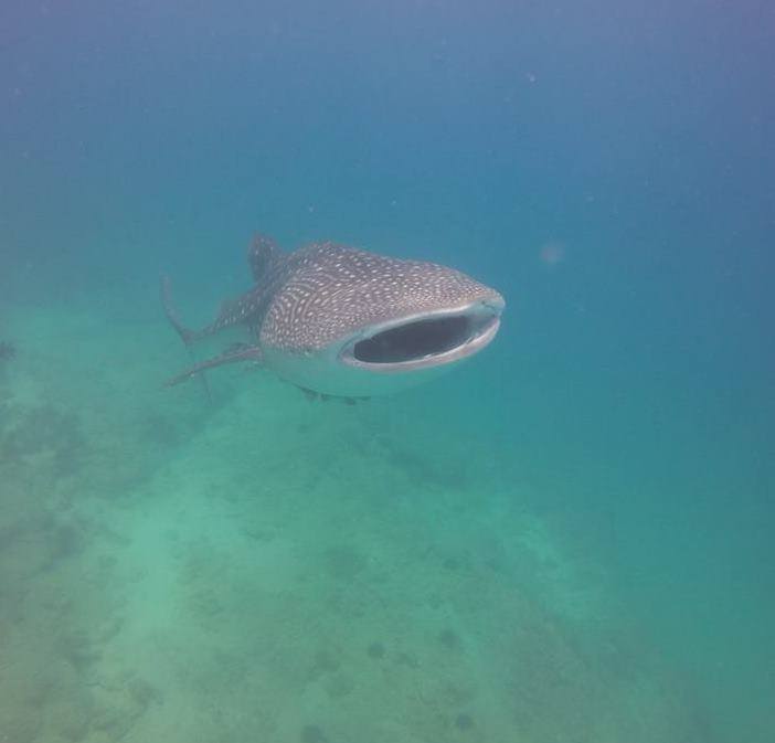 Dibba Island photo 5