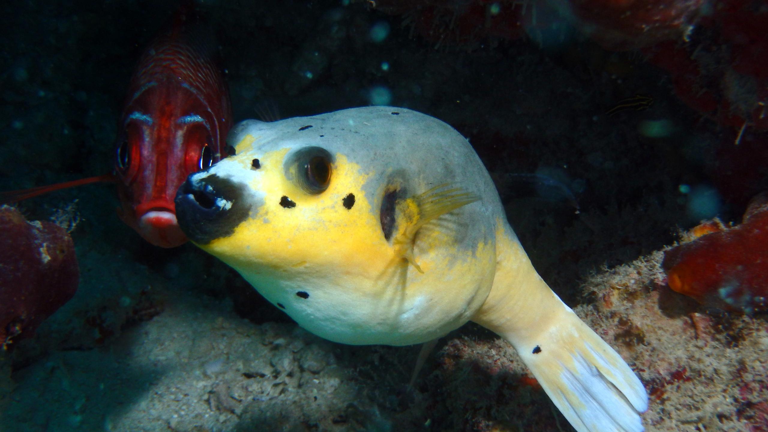 Sea Explorers Siquijor House Reef photo 14