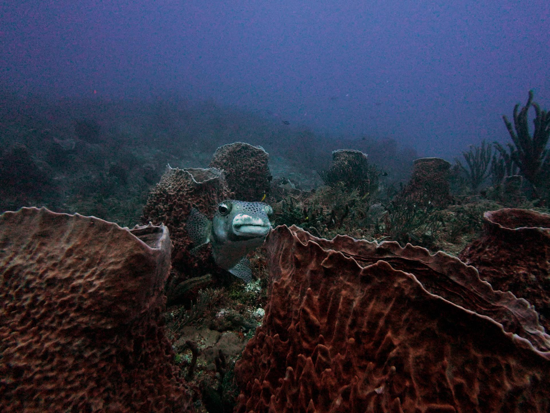 West Palm Beach Atlantic Ocean Diving photo 5