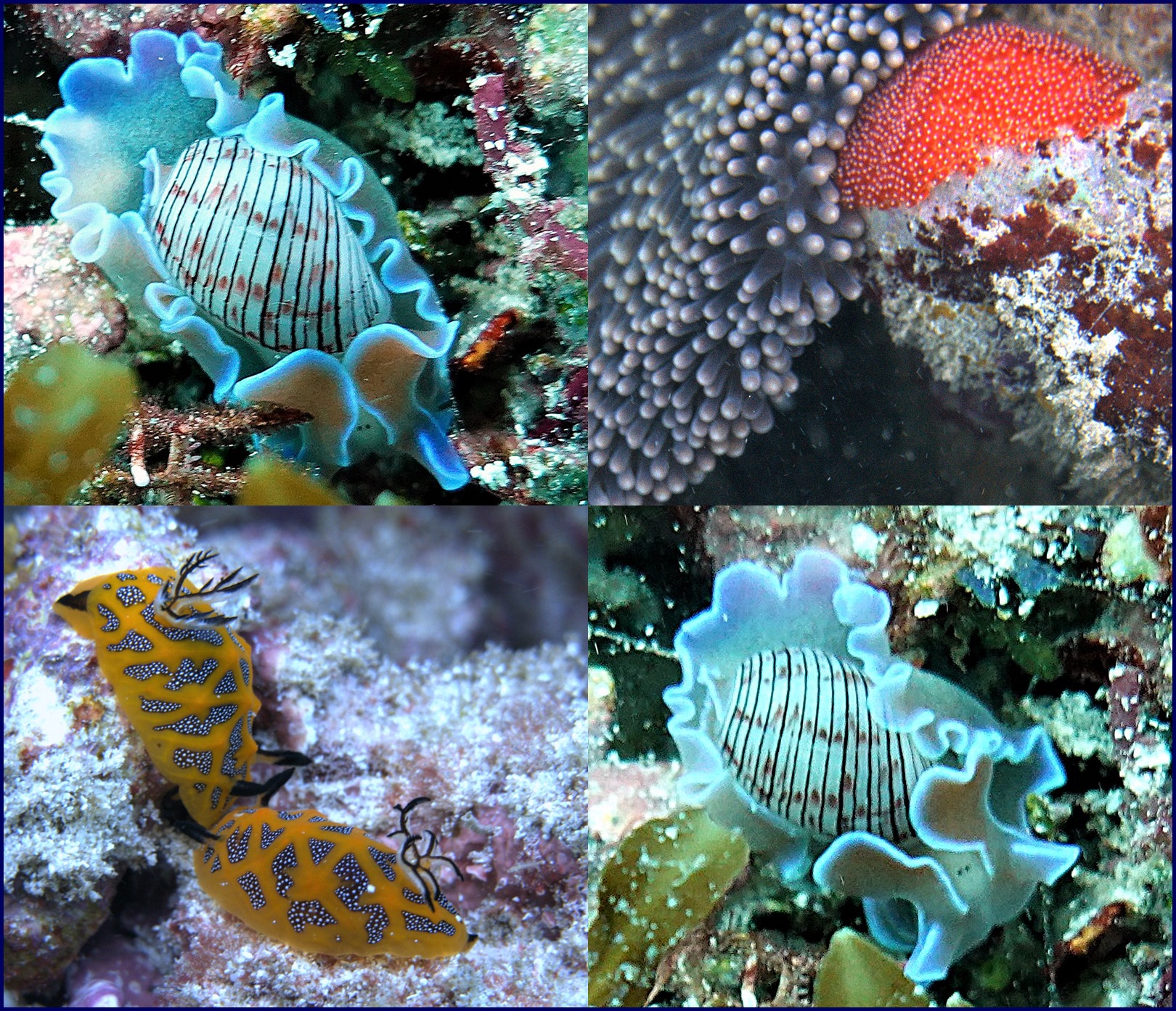 Moray Reef and surrounds photo 2