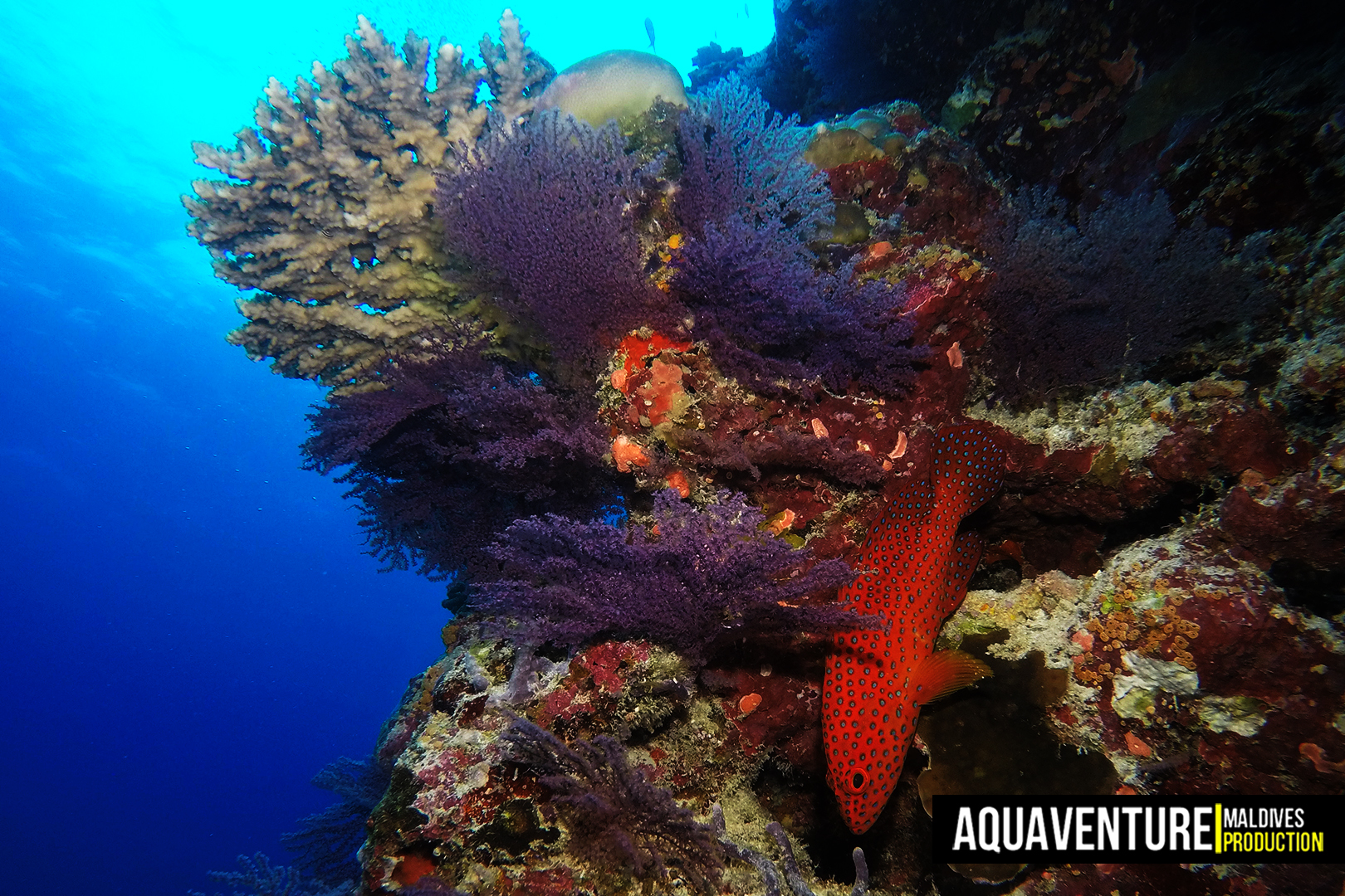 Bodu Hohola photo 9