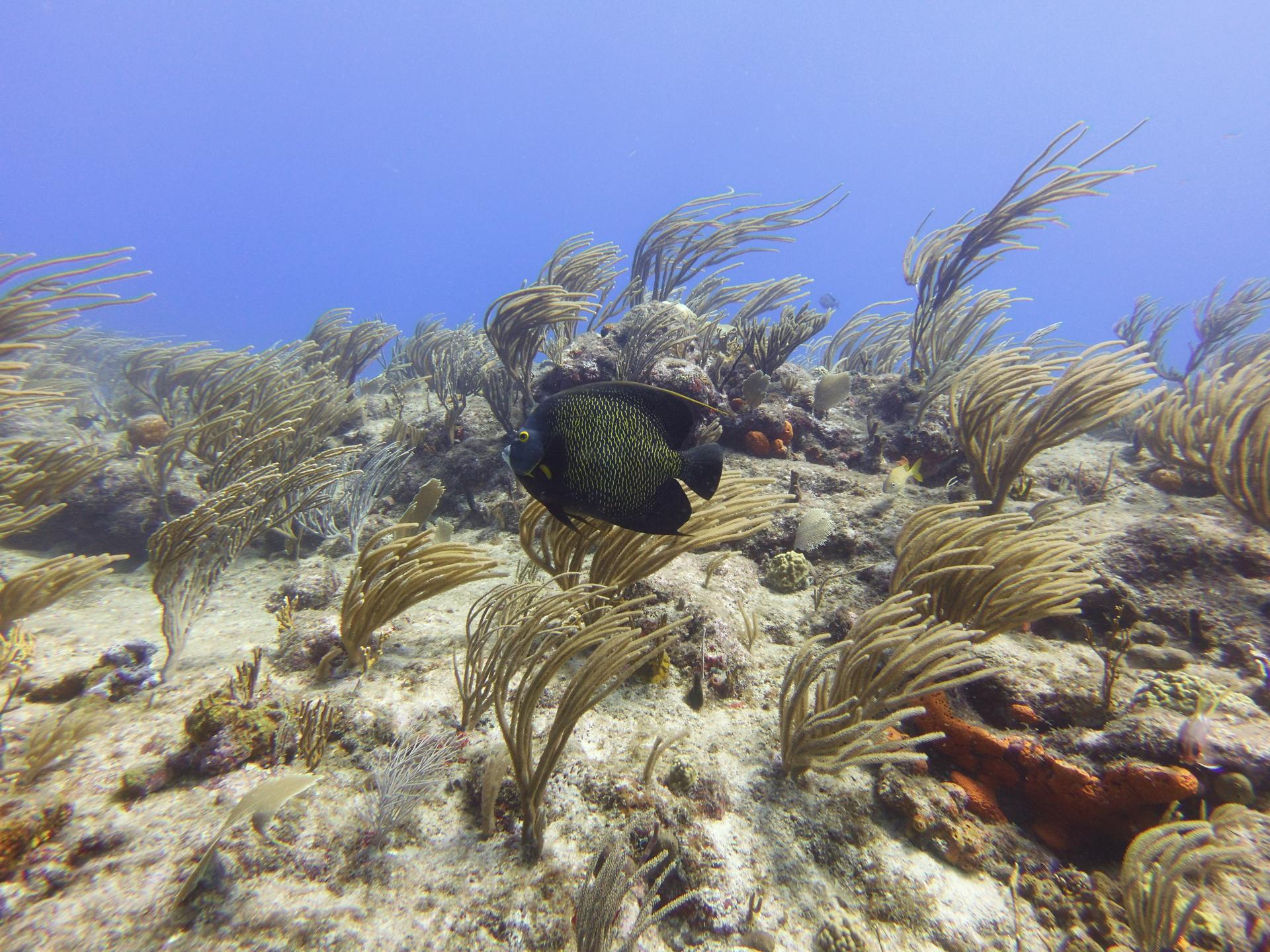 Coralita